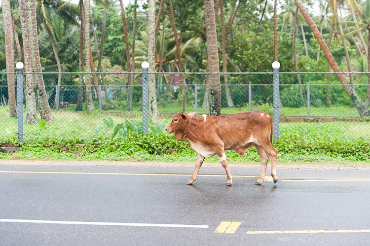 10SriLanka-18